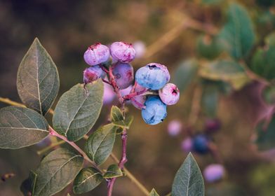 Unripe blueberries