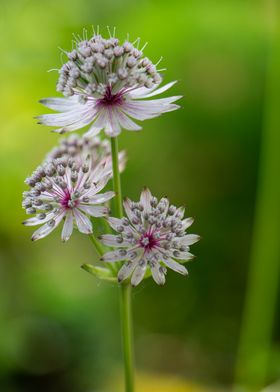 Blooming masterwort