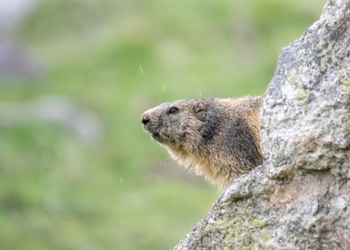 Marmot in the Pyrenees