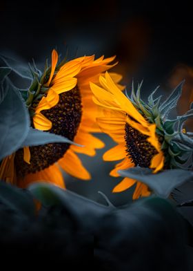 Sunflower kiss