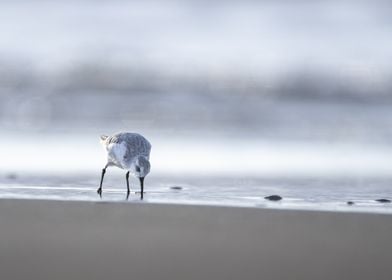 Sanderling bird on shore