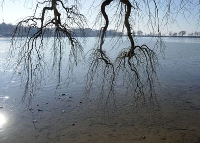 willow at the lake