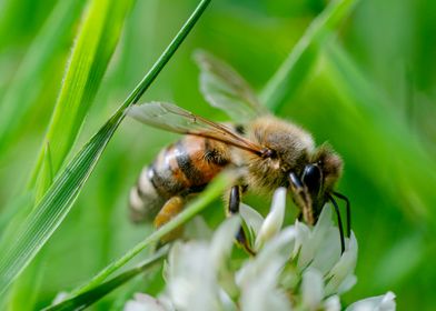 Bee on clover flower