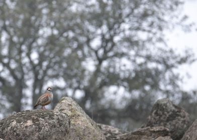 Red legged partridge