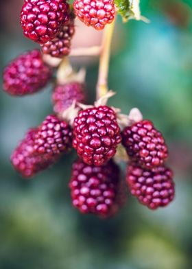 Unripe blackberries