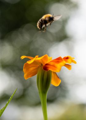 Bee in landing aproach