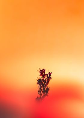 Flower in sunset