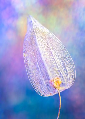 White flower 