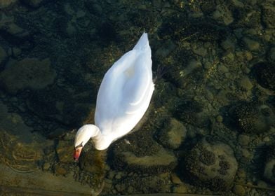 swan