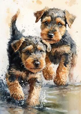 2 Airedale puppys playing