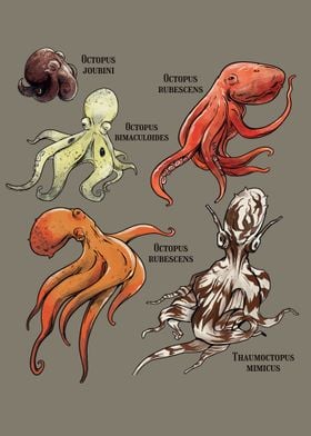 Octopus Species
