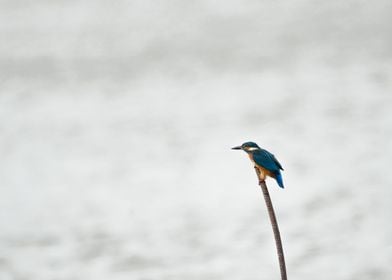 Kingfisher in Toulouse