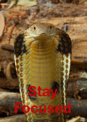 King Cobra Stay Focused