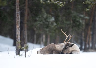 Reindeer in Lapland