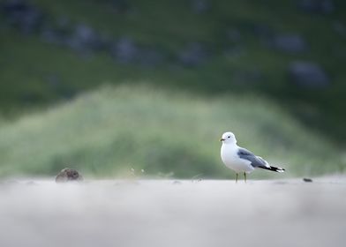 Seagull in Norway