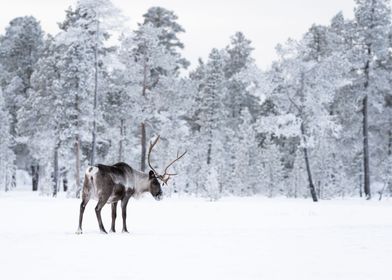 Reindeer in Lapland