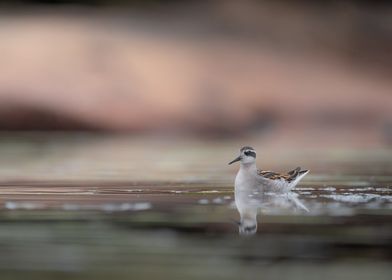 Red necked phalarope