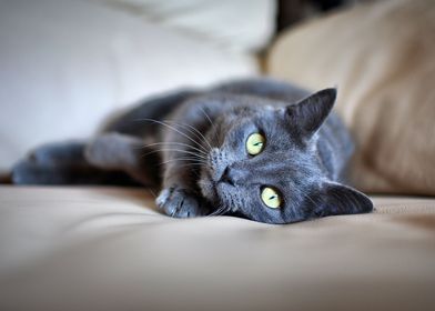Laying Black Cat