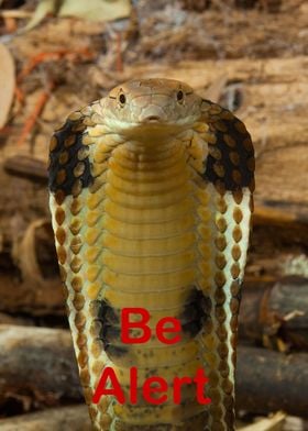 King Cobra Be Alert