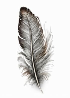 Drawing Feather