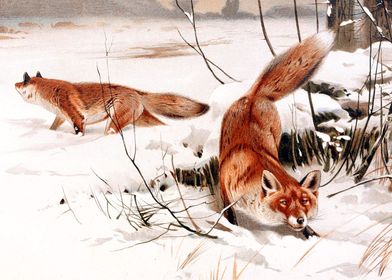 red foxes