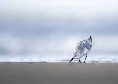 Elegant sanderling