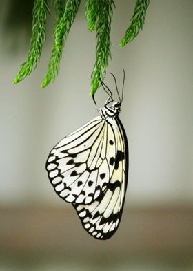 BUTTERFLY