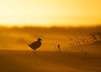 Baby seagull at sunset