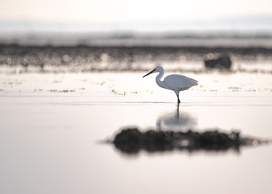 Little egret at low tide