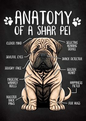 Shar Pei Anatomy Dog