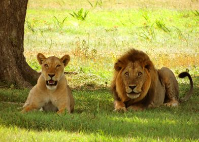 MALE LIONS AND FEES