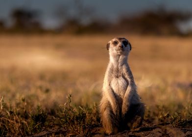 Meerkat suricate