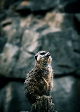 Meerkat 