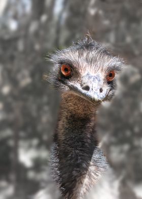 Scruffy Ole Bird Emu