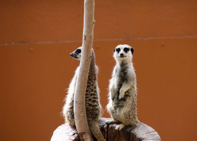 Meerkat suricate