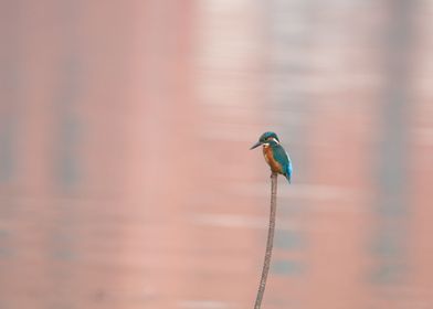 Kingfisher in Toulouse