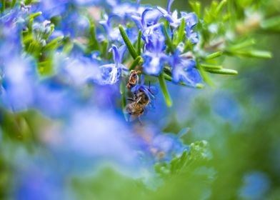 African Honey Bee Rosemary