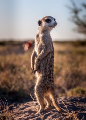 Meerkat