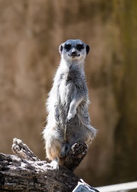 suricate