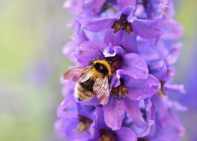 Bumblebee on purple flower