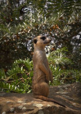 suricate