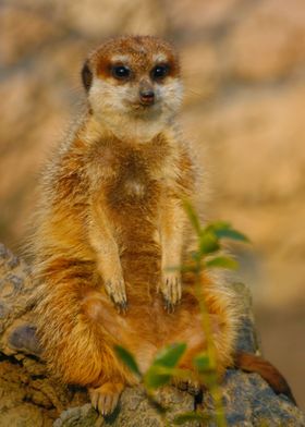 suricate