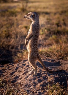 suricate