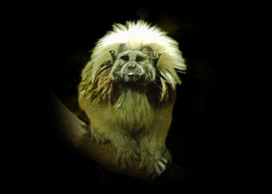 Cotton top tamarin