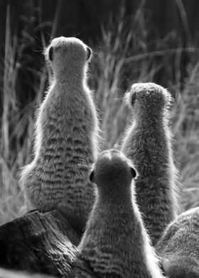 Meerkat suricate