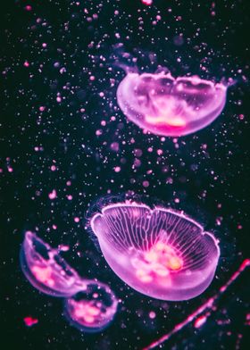 JELLYFISH