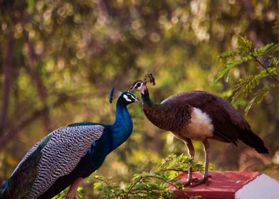 PEACOCK