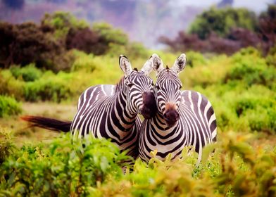 ZEBRAS