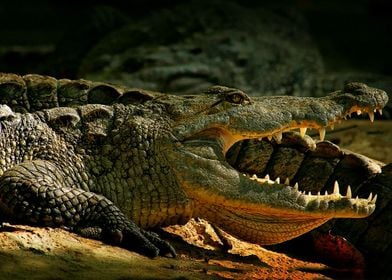 CROCODILE