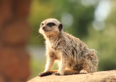 suricate